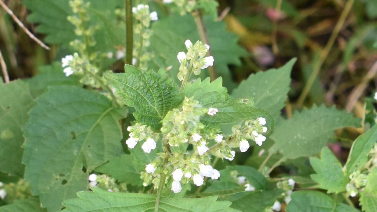 紫蘇の花20201013