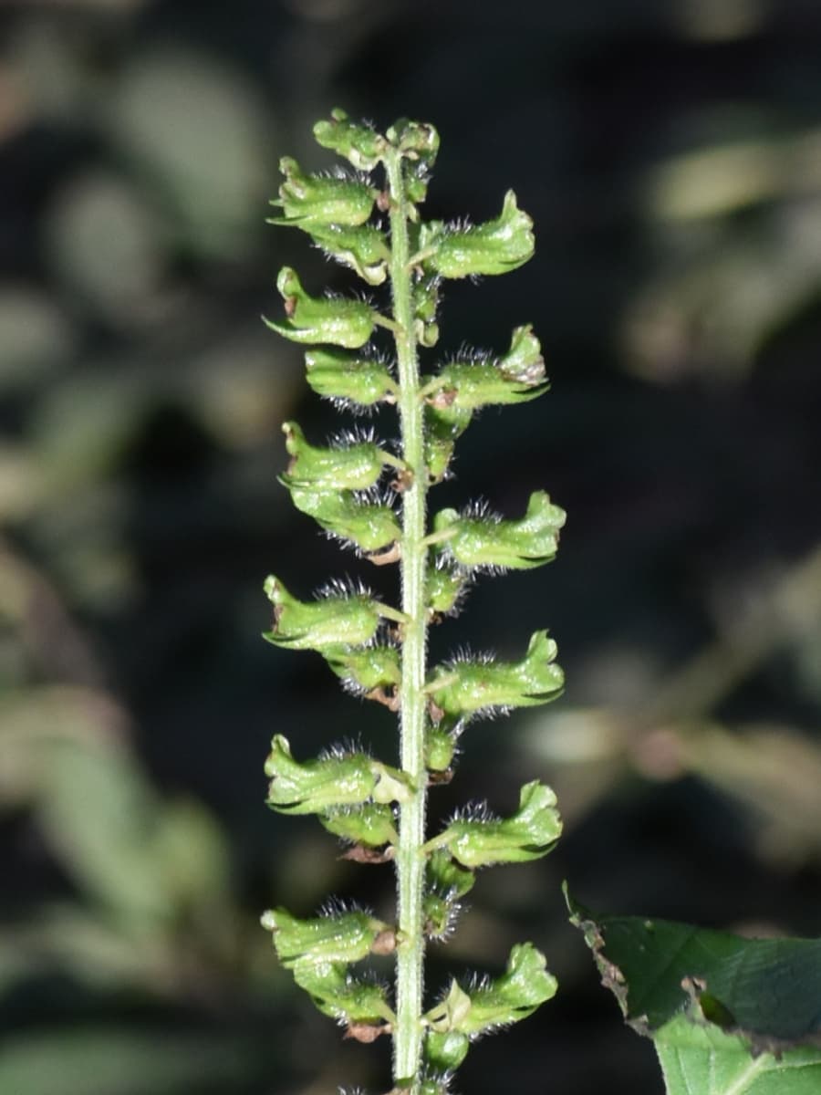 紫蘇の花殻20221026-2