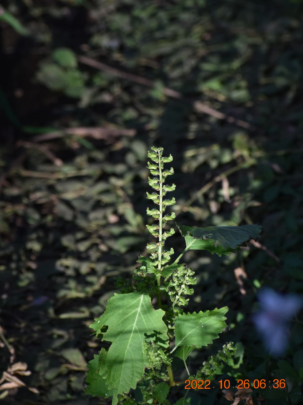 仏塔のような紫蘇20221026