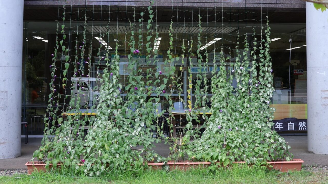 少年自然の家202607-1（朝顔のグリーンカーテン）