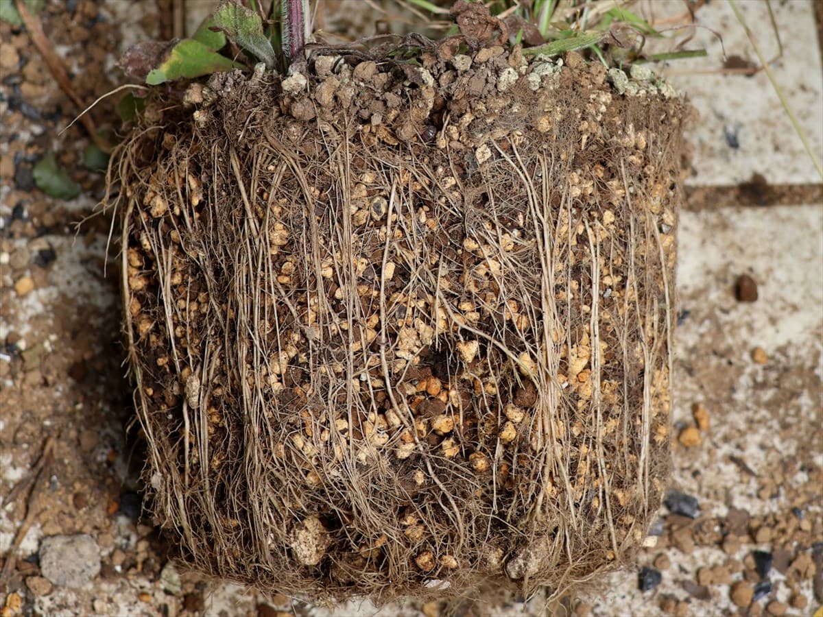 スリット鉢の根張り202406-1