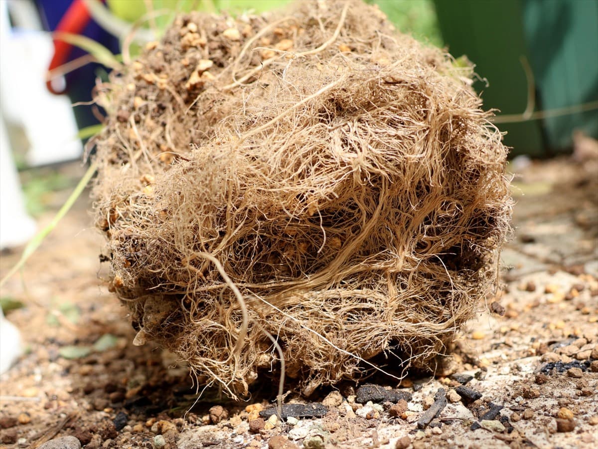 スリット鉢の根張り202406-2