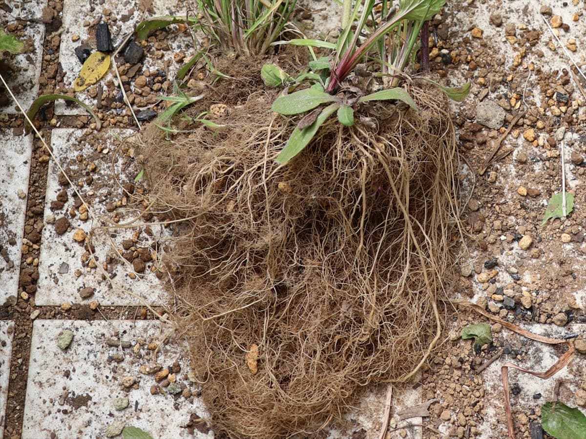 スリット鉢の根張り202406-3