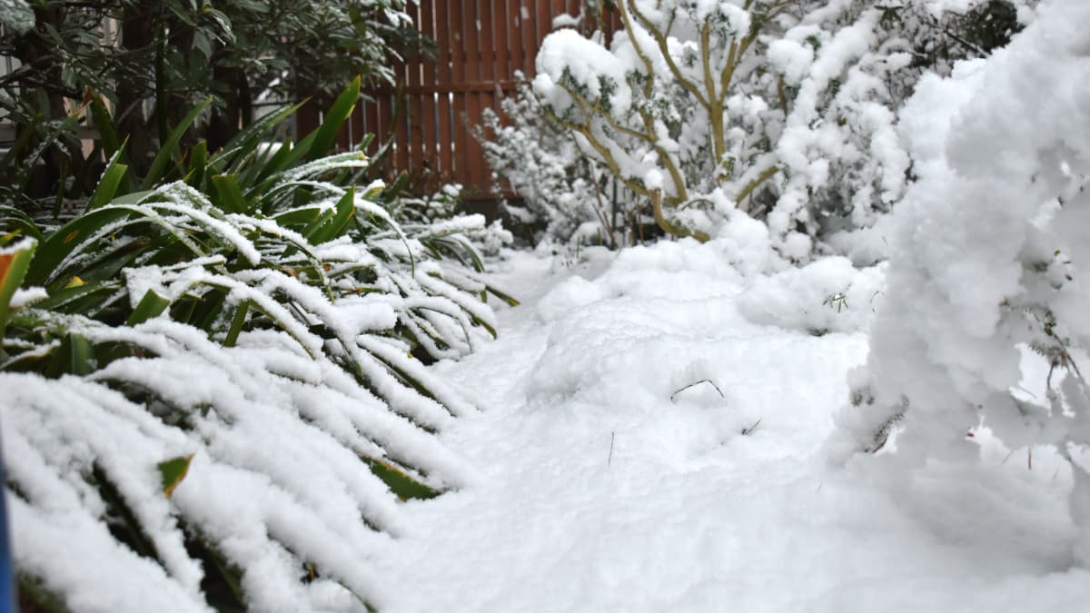 雪の積もった庭20220106