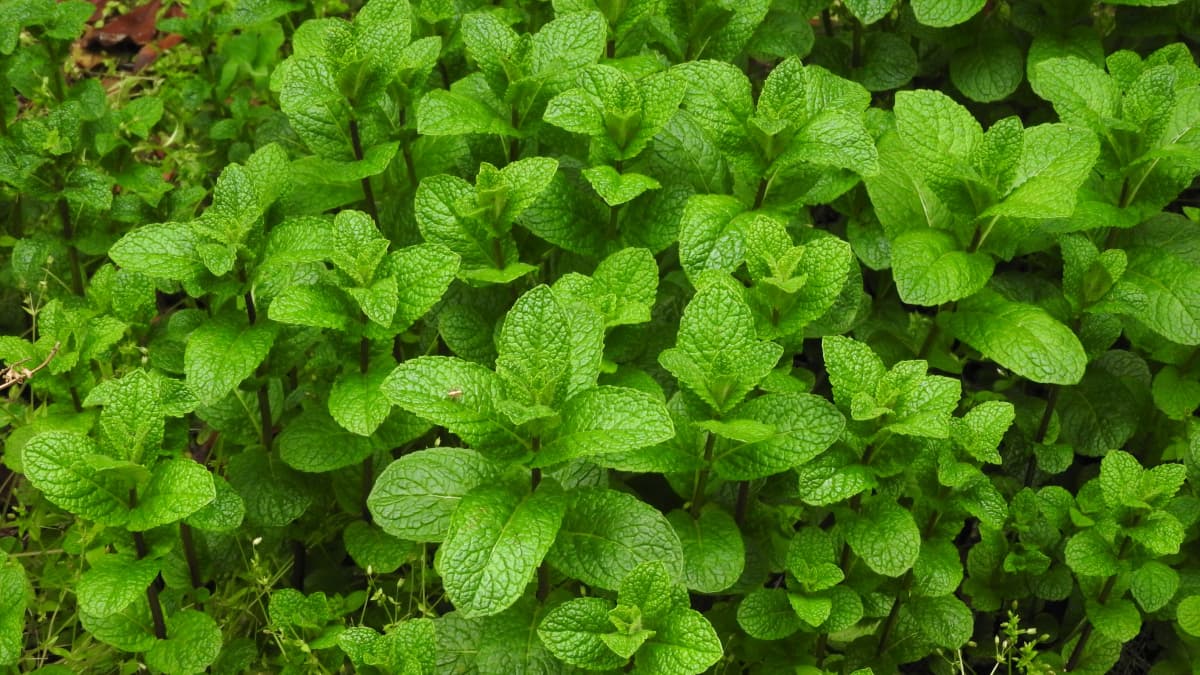 スペアミントの群生