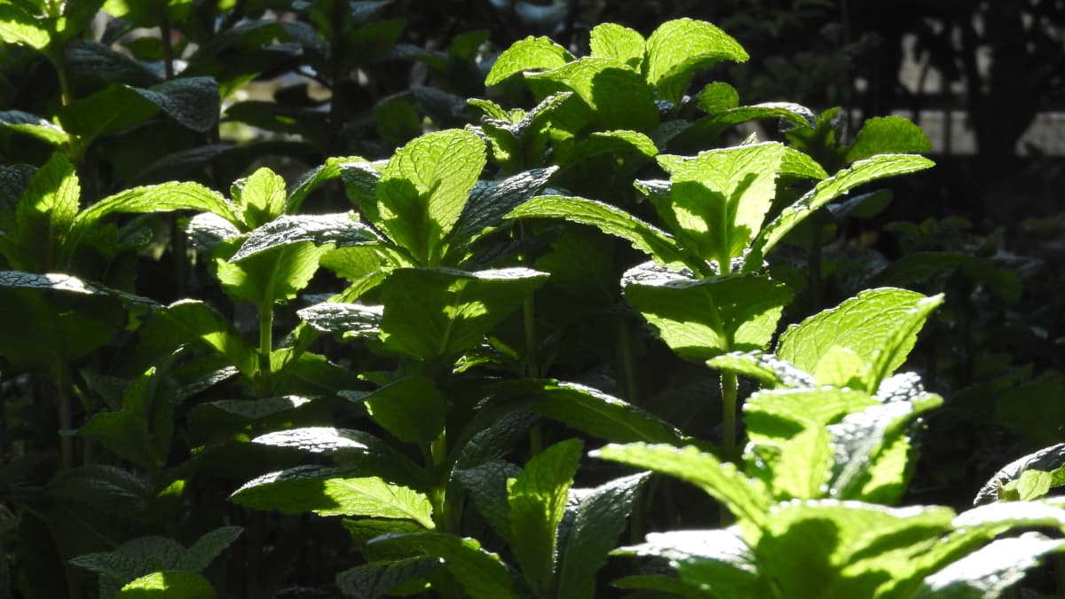 スペアミント若葉20170423