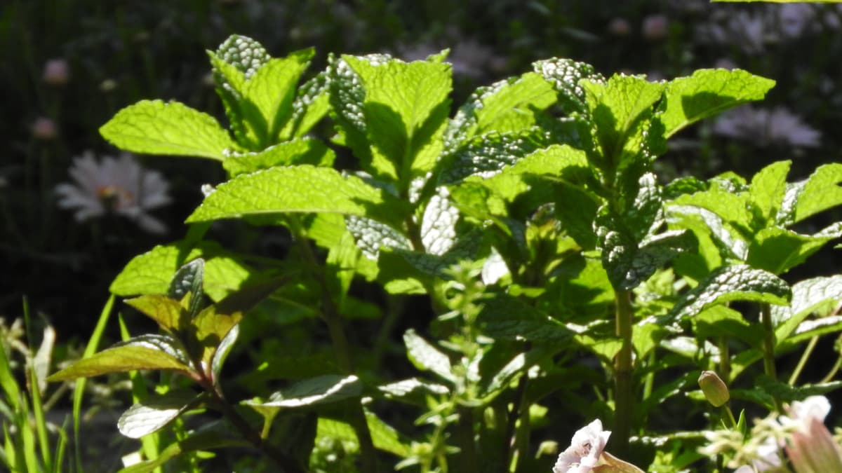 スペアミント若葉20170429