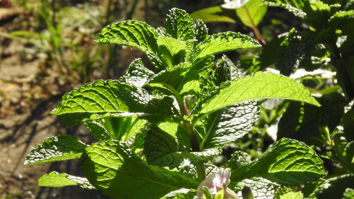 スペアミント若葉20170505