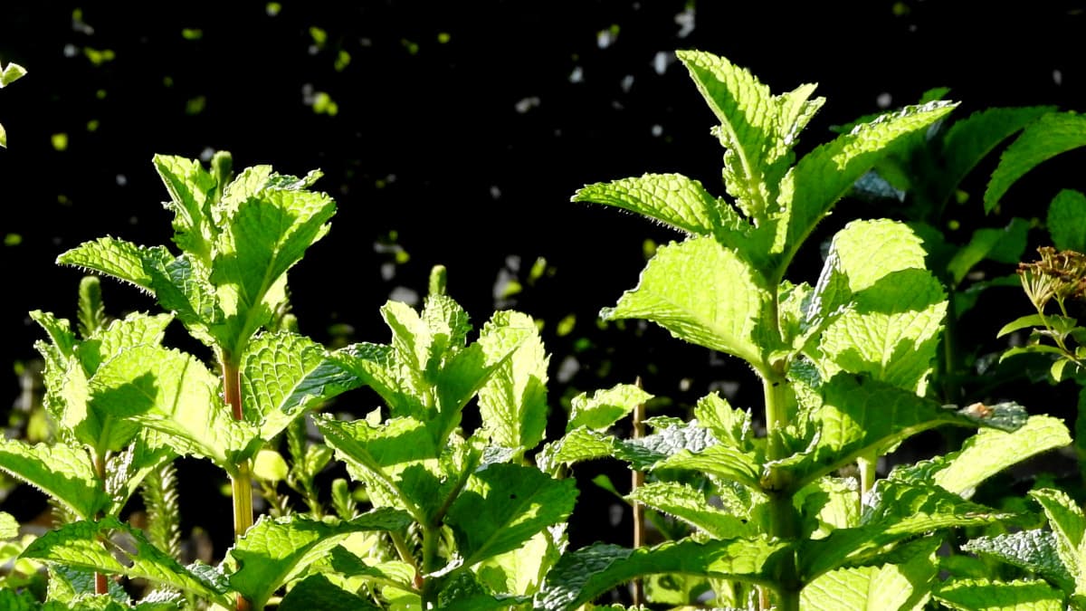 スペアミント若葉20170520