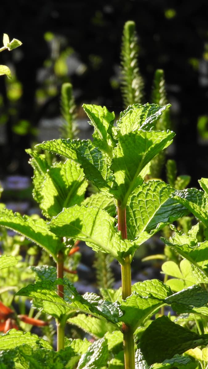 スペアミント若葉2017050-2