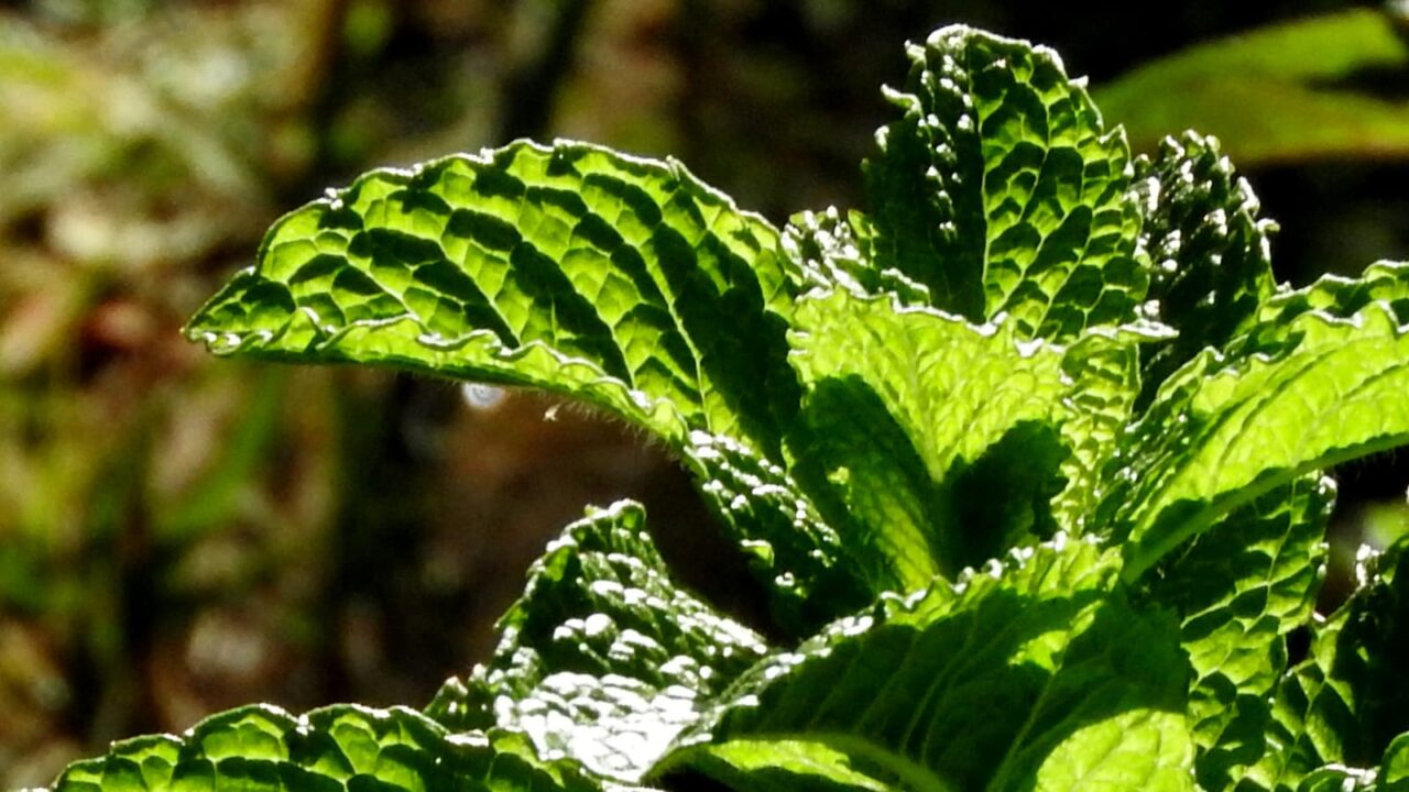 スペアミントとオーブ201705