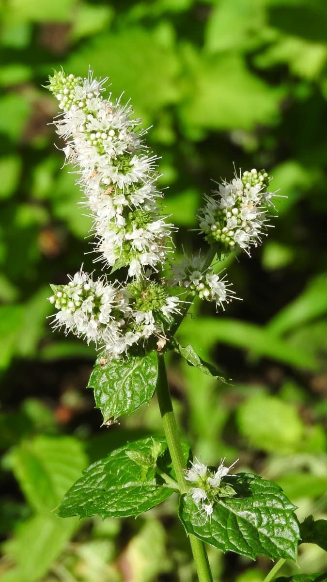 スペアミントの花20170809-1