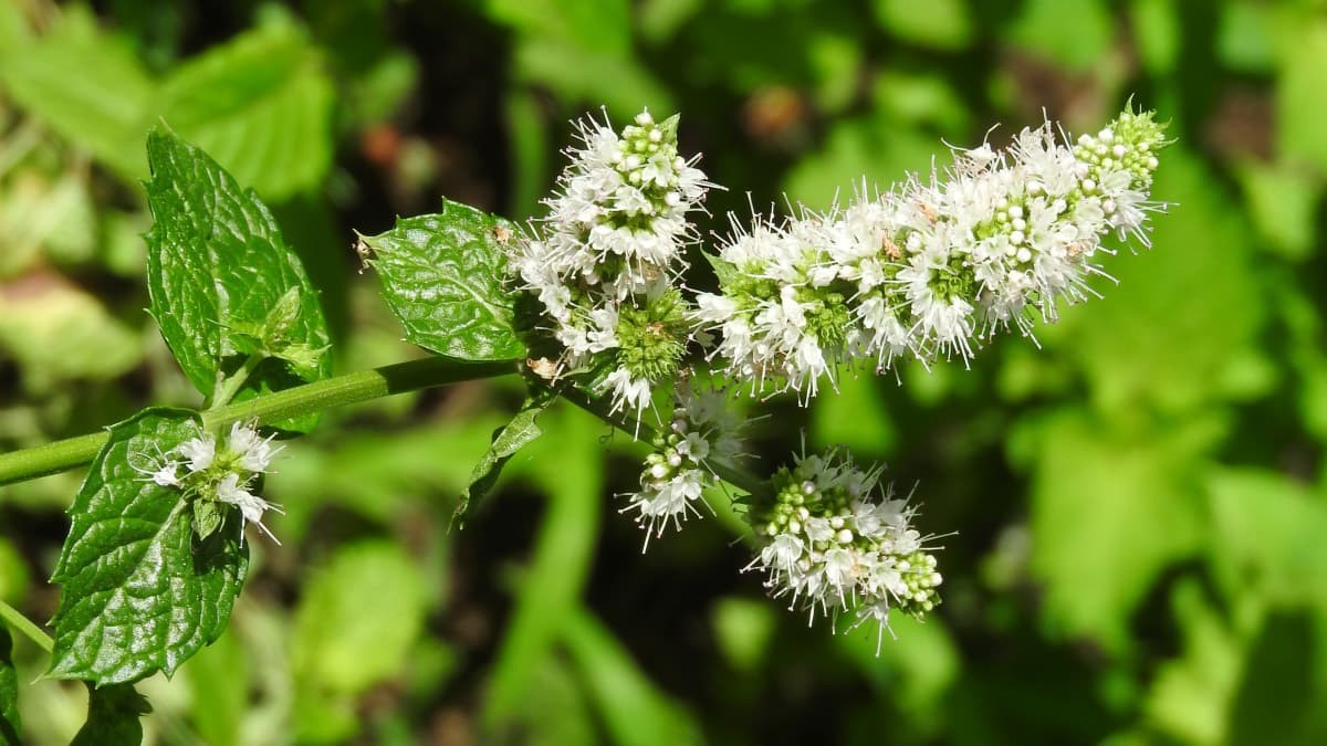 槍の穂先のごときスペアミントの花