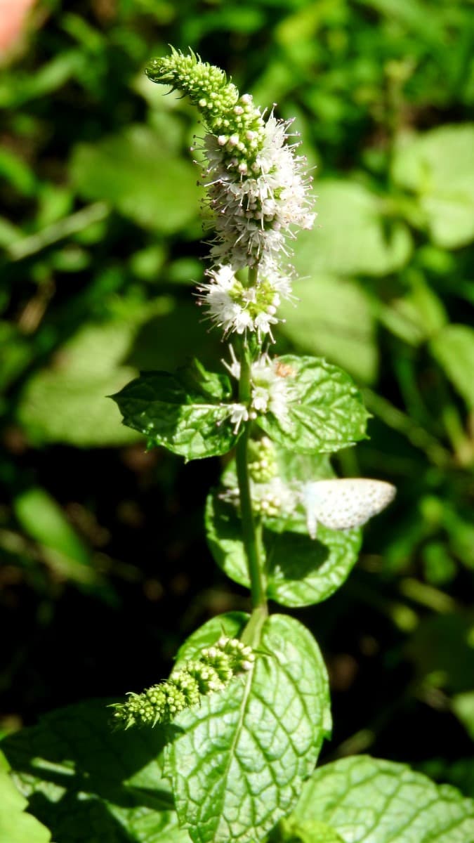 スペアミントの花20170809-2