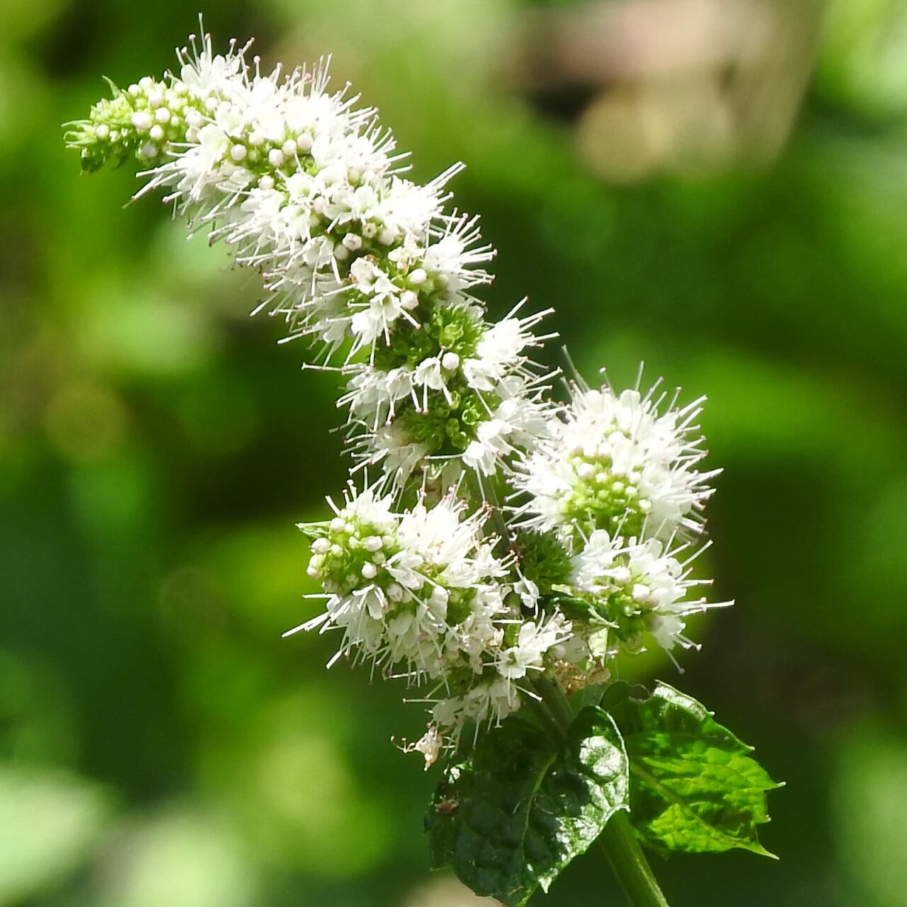 スペアミントの花20170809-3