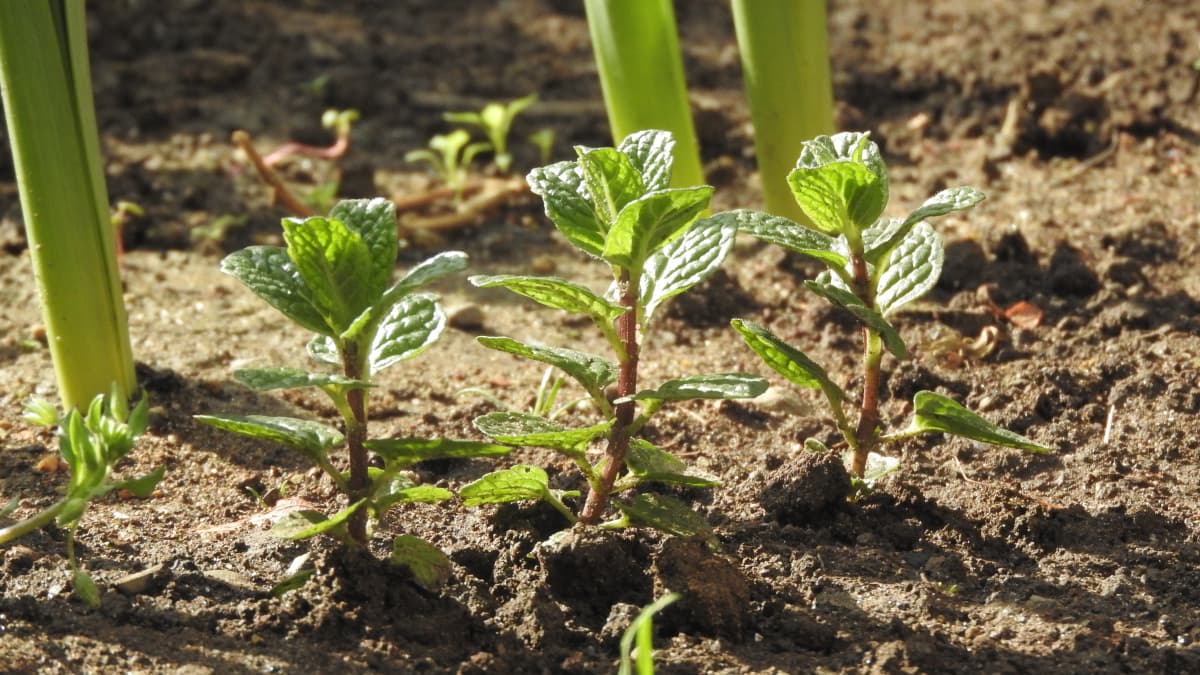 スペアミントの芽出し20180318