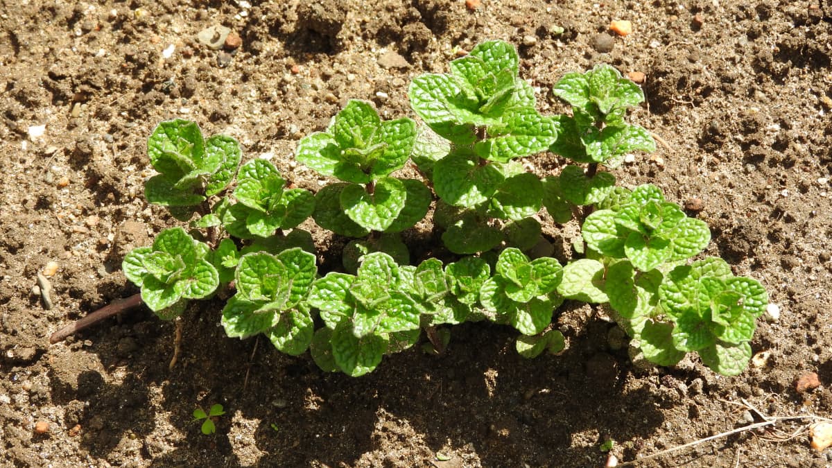 スペアミントの若葉20180324