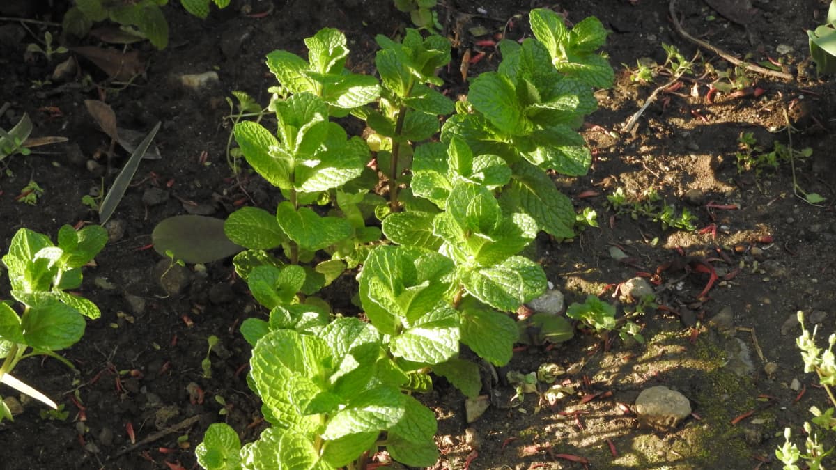 スペアミントの若葉：朝日の中で20180331