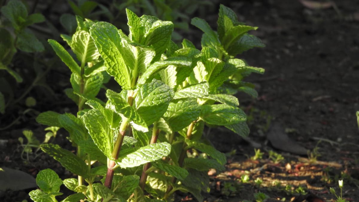 スペアミントの若葉：朝日の中で20180331-2