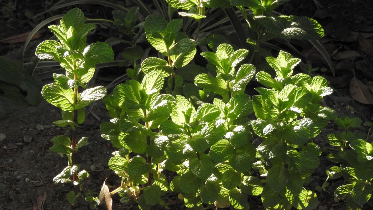 朝日に透かされるスペアミントの若葉20180407