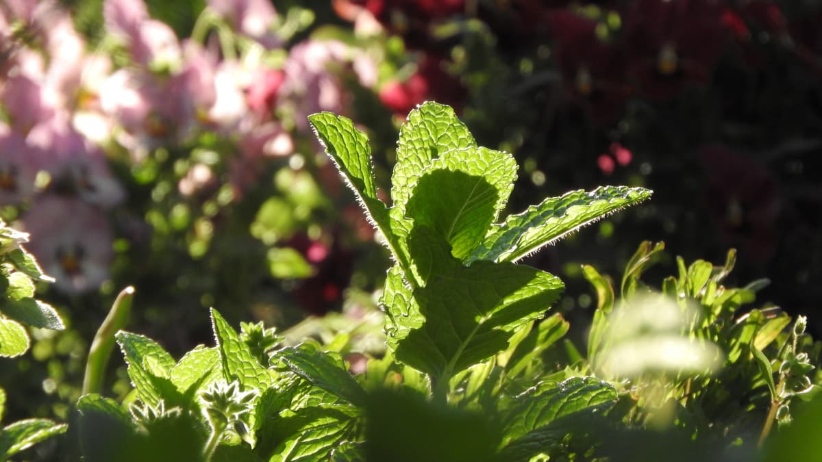 朝日に透かされるスペアミントの若葉20180407-2
