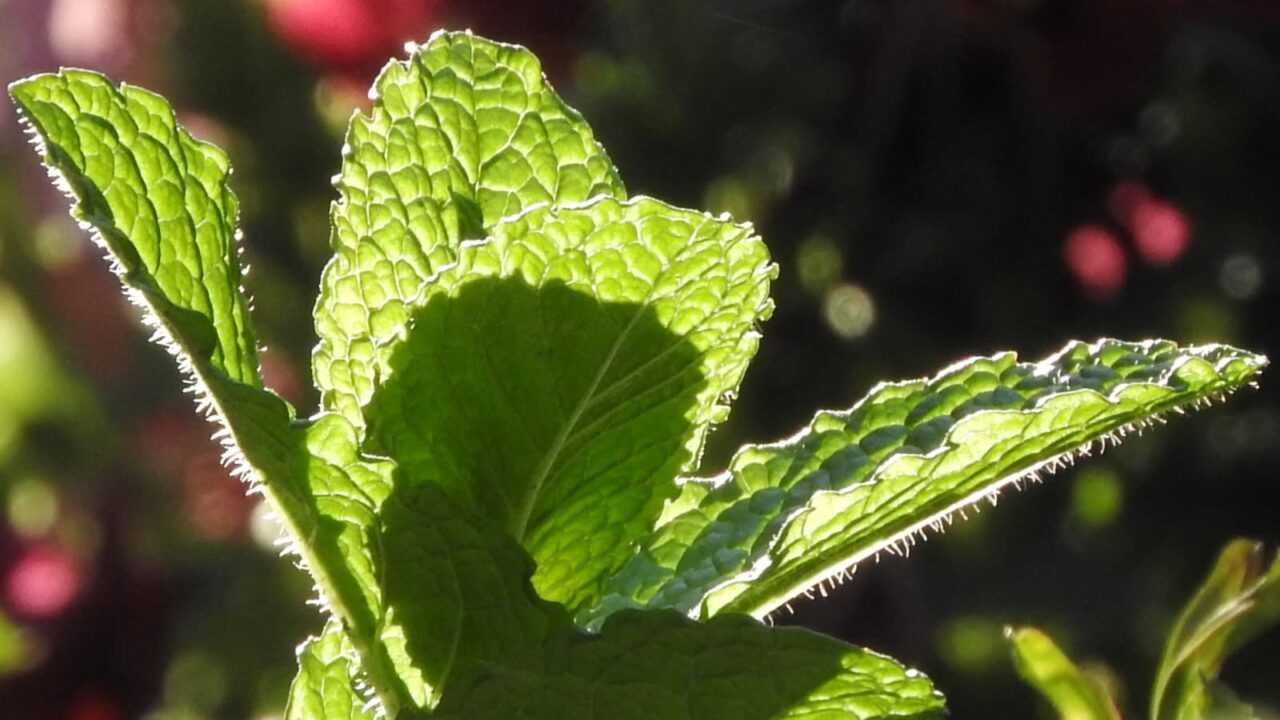 スペアミントの輝く葉20180407-3