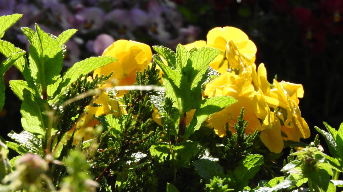 朝日に輝く黄色のビオラと黄緑のスペアミントの若葉20180410