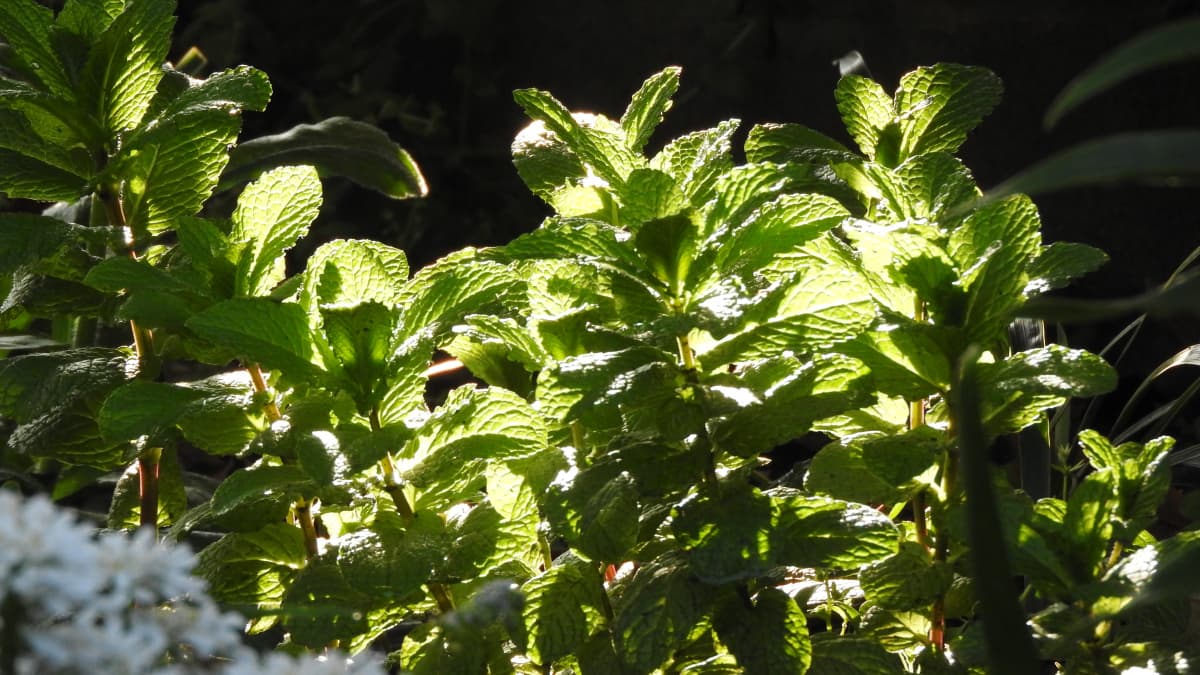 黒い背景に浮かぶ光り輝くスペアミントの若葉20180419
