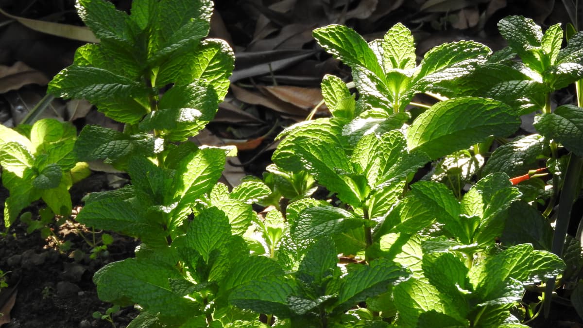 朝日に透かされるスペアミントの若葉20180422