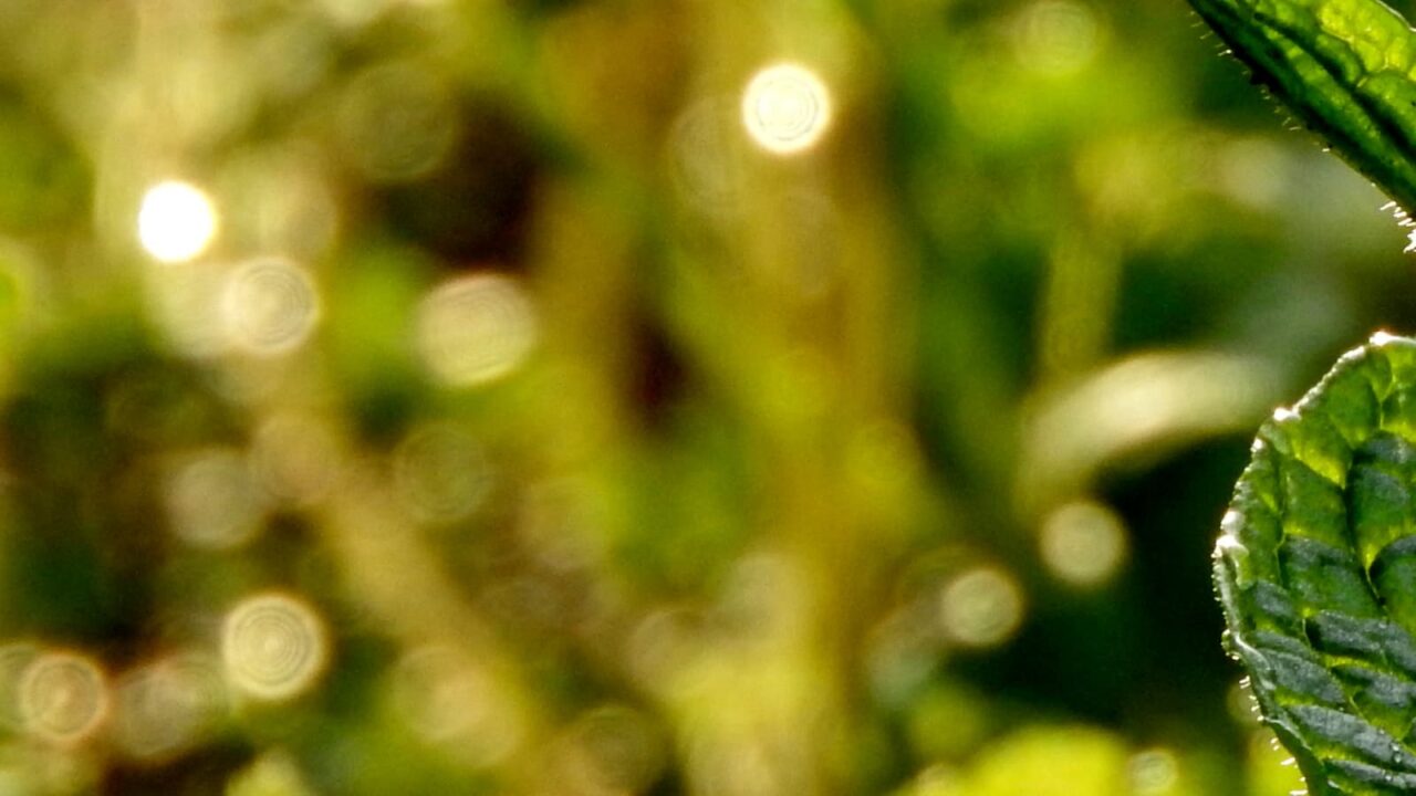 スペアミントとオーブ201804-1