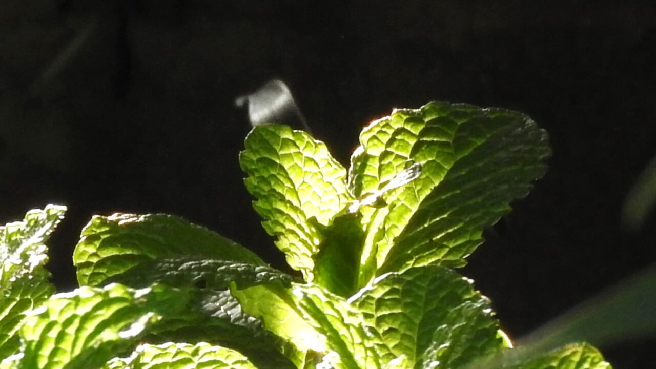 スペアミントとオーブ201804-2