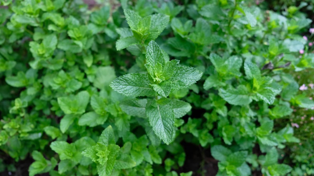 成長したスペアミント20180609