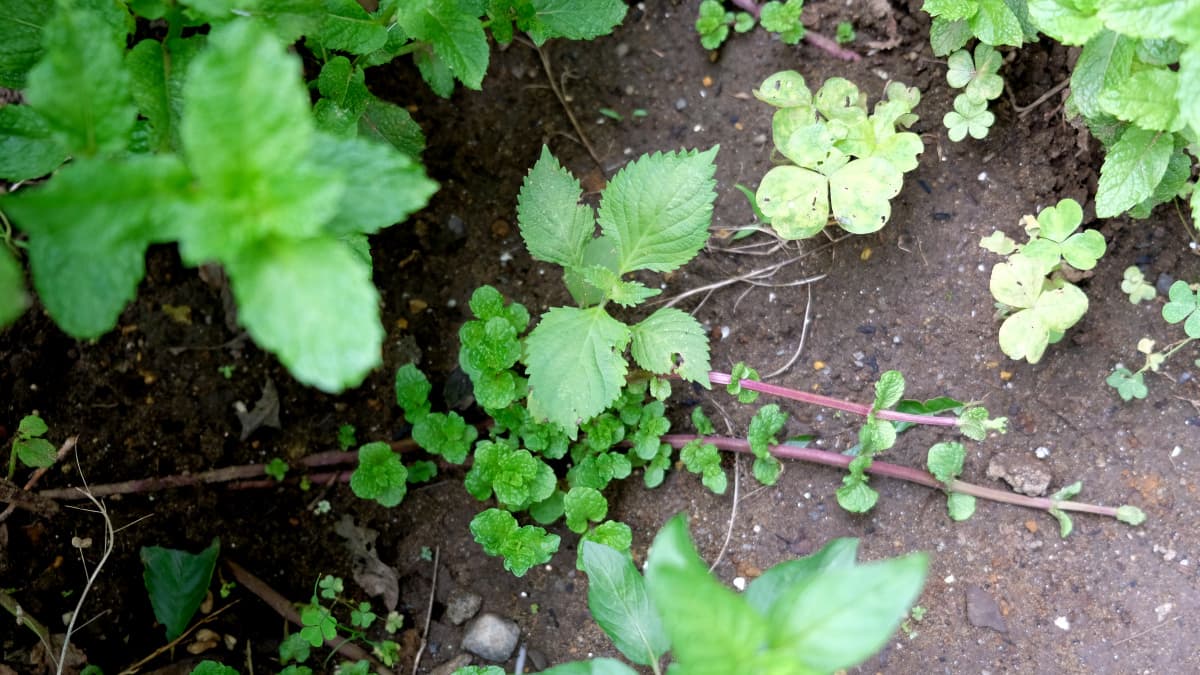 ランナーを伸ばすスペアミント20180617