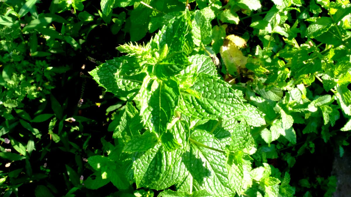 花穂を持ち上げたスペアミント20180720（上から撮影）