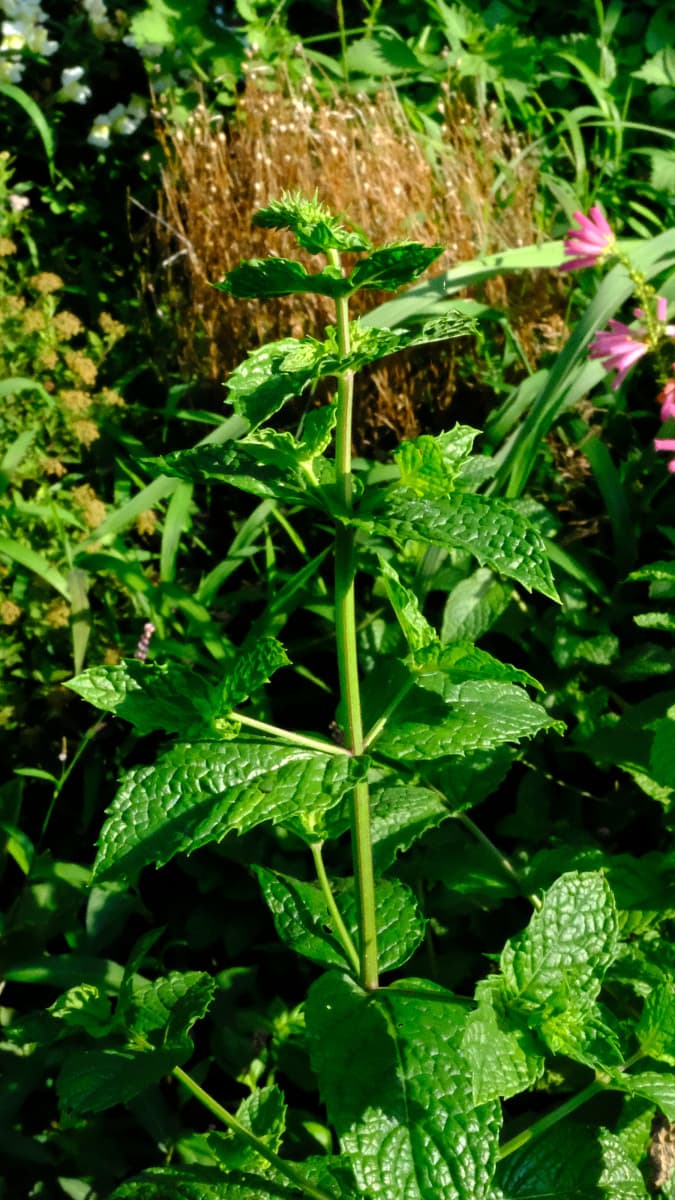 花穂を持ち上げたスペアミント20180721（立ち姿撮影）