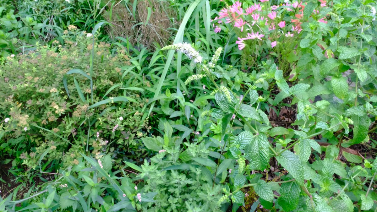 槍の穂先のごときスペアミントの花20180730
