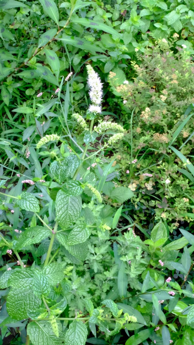 槍の穂先のごときスペアミントの花20180730（立ち姿）