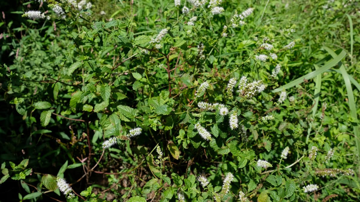 スペアミントの花畑20180818