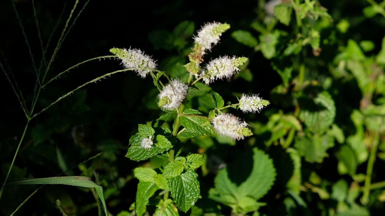 七首龍のごときスペアミントの花20180819