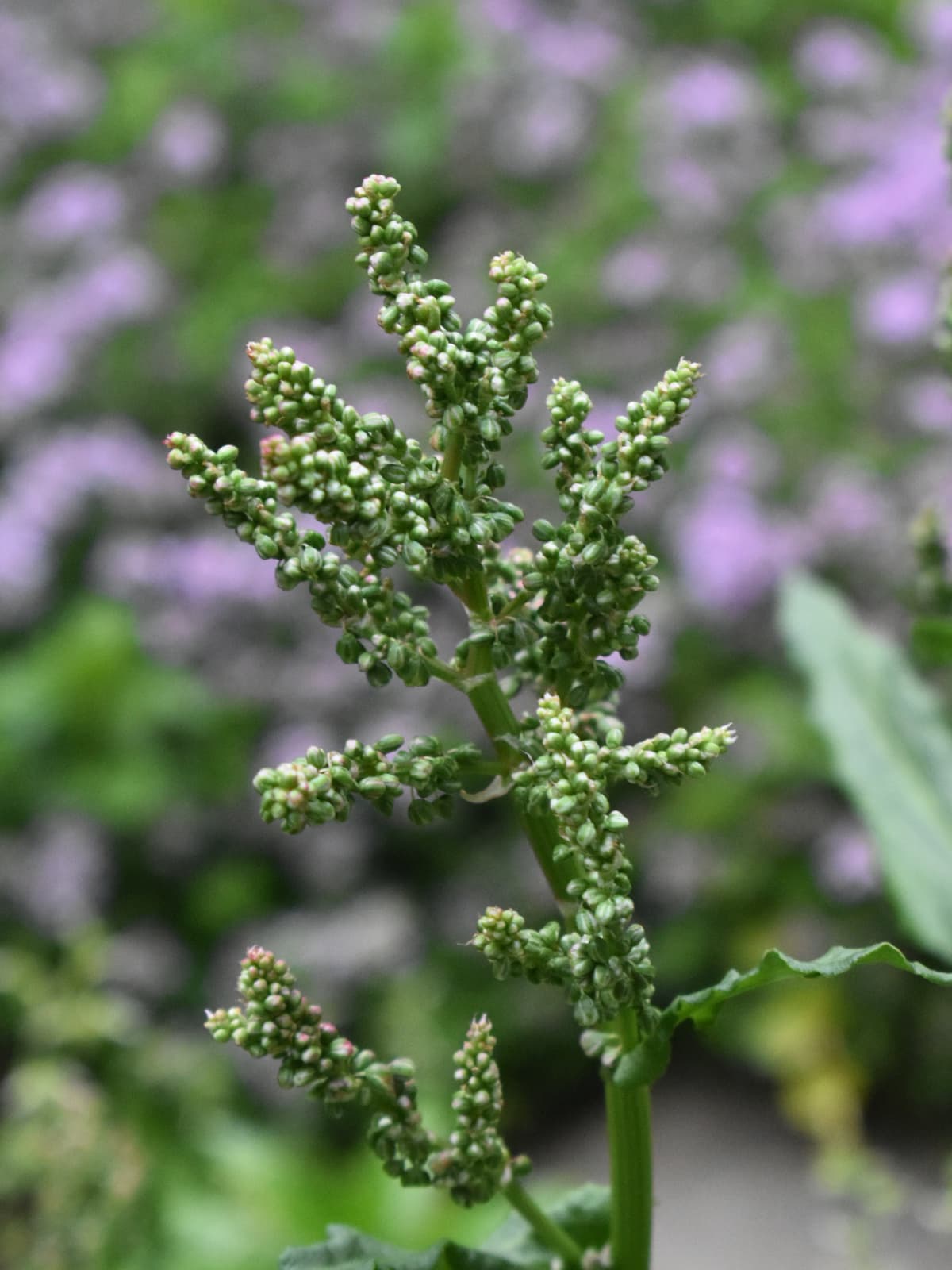 スイバの花穂(緑の蕾伸びる)2022421