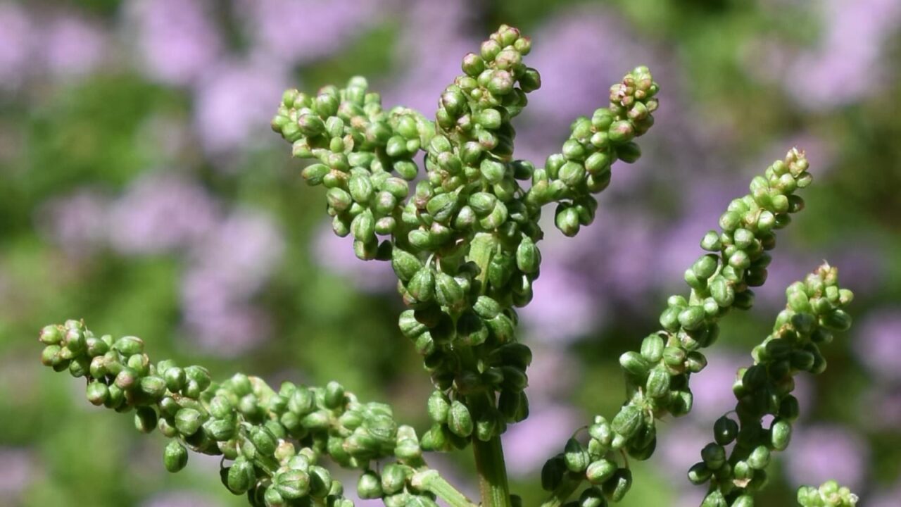 スイバの花穂(緑の蕾)2022422-2