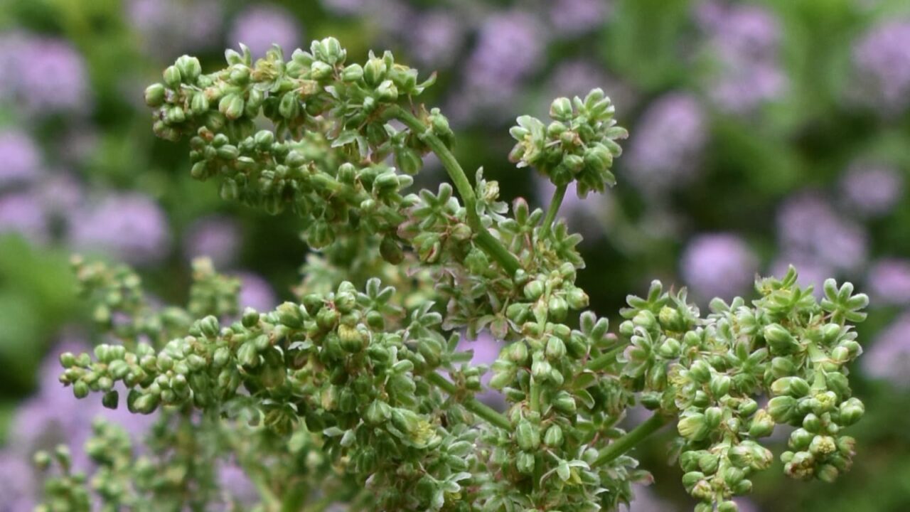 スイバの花穂(緑)2022428-1