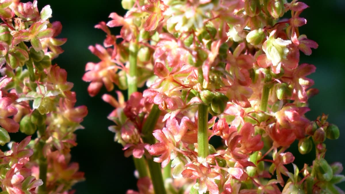 スイバの花穂（朝日に輝く赤・拡大）2022505（キャッチ画像）