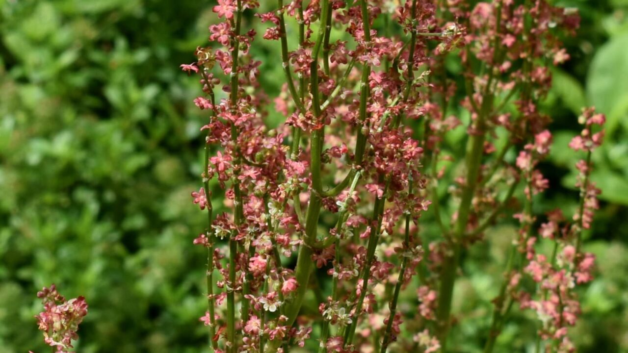 スイバの花穂(赤・拡大)2022512-2