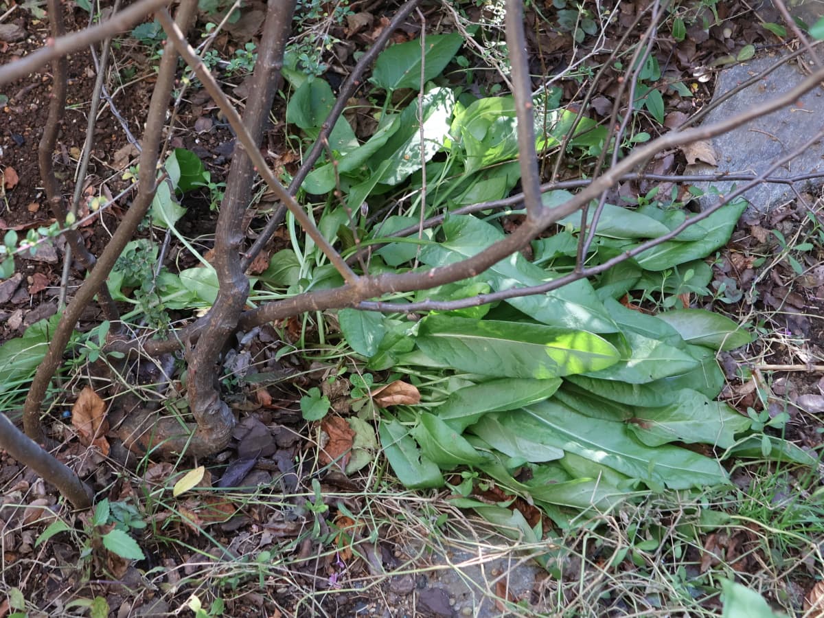 スイバの根生葉202512