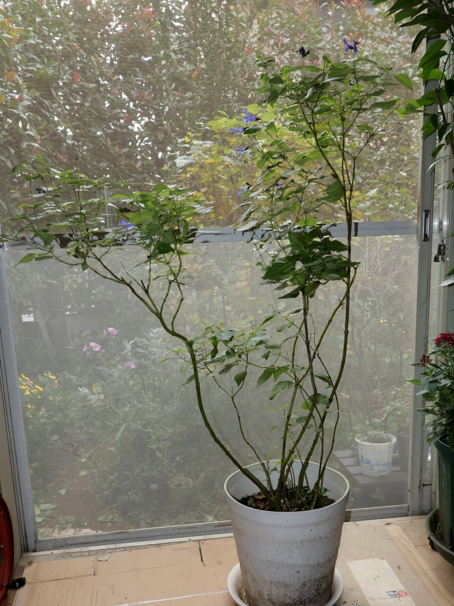 スーパーサルビア20251118室内へ