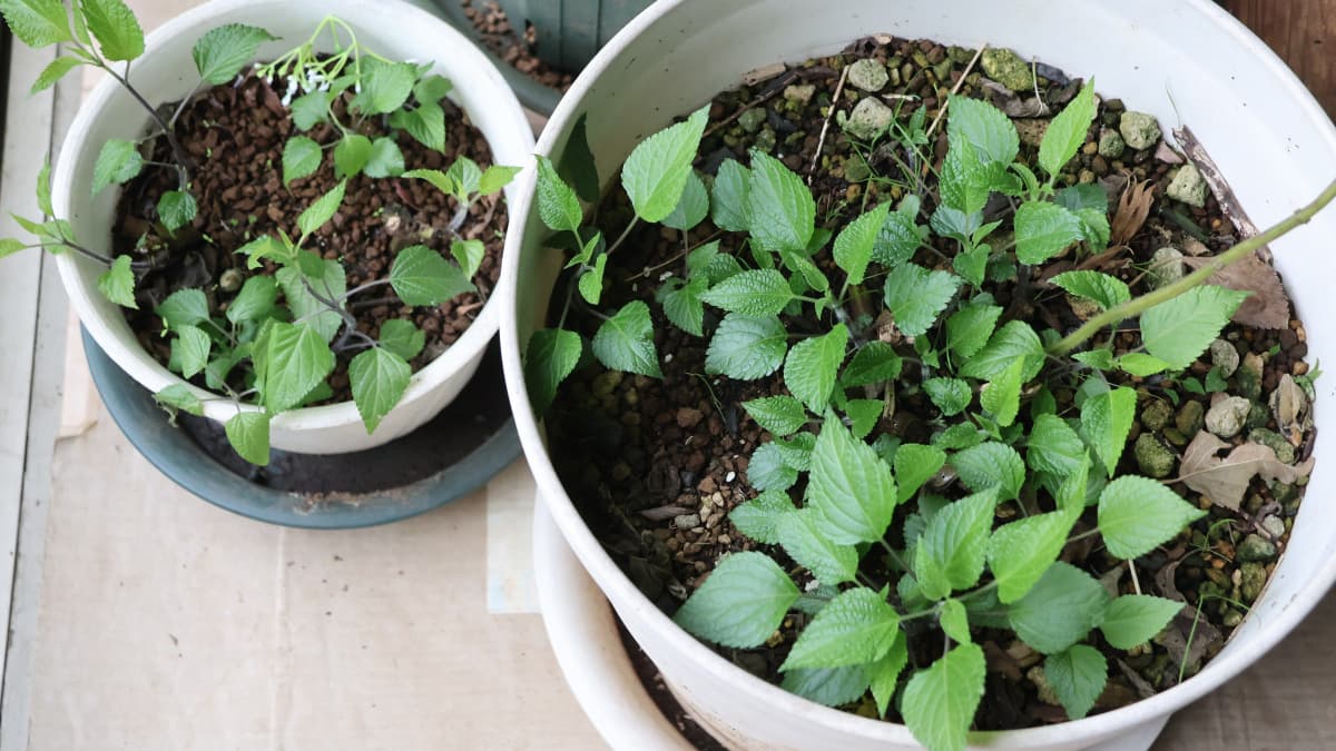 スーパーサルビア若葉20251218