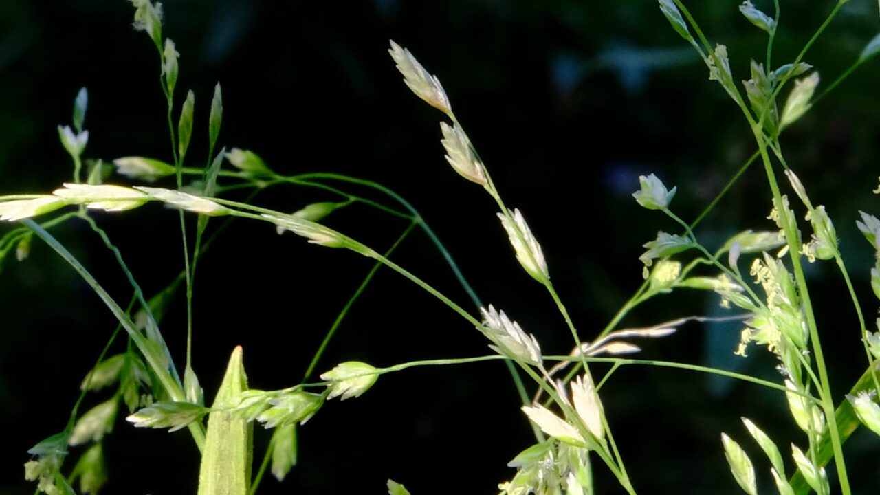スズメノカタビラの蕾穂20200526-2
