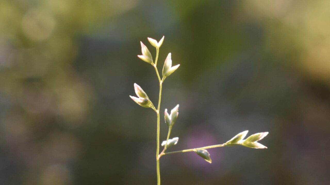 スズメノカタビラの花殻20200415-2