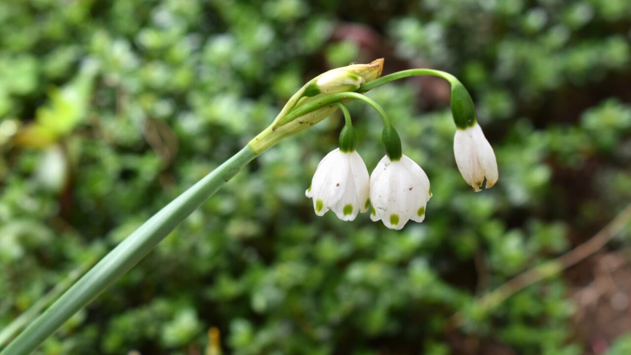 移ろう季節の中で鈴蘭水仙20200329